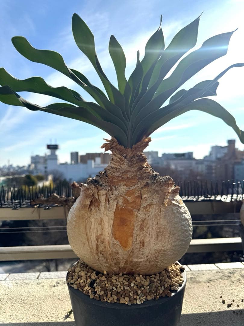 超美形 現地球ブーファン ハエマンソイデス 特大 発根済み