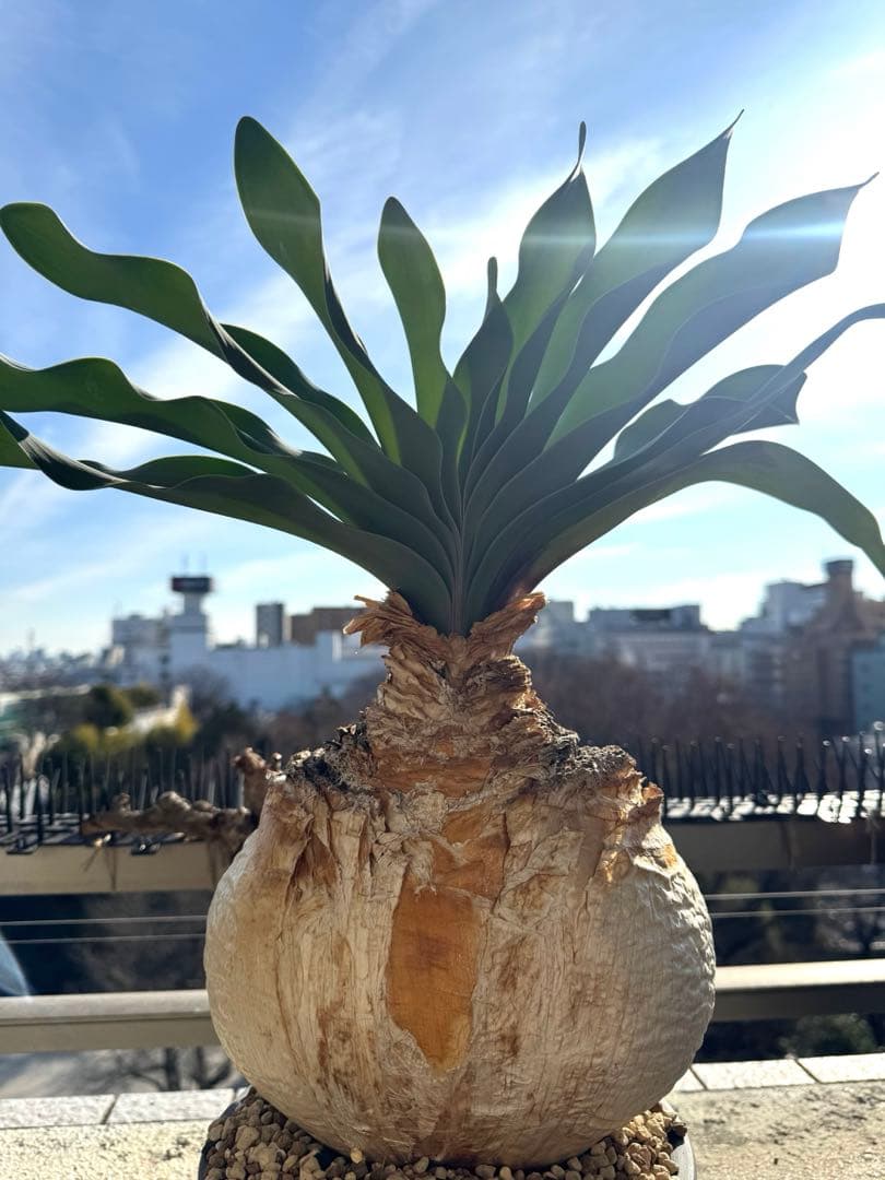 超美形 現地球ブーファン ハエマンソイデス 特大 発根済み