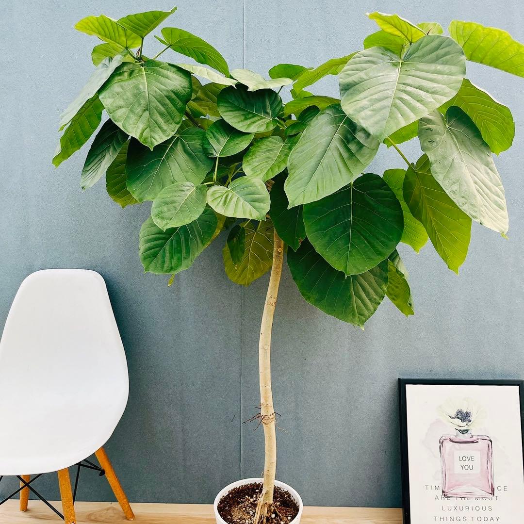 ［現品］22番　フィカス　ウンベラータ　8号　観葉植物　室内　大型　ゴムの木