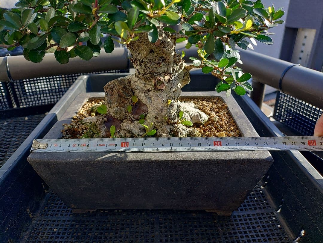 ハリツルマサキ盆栽 メルカリ便