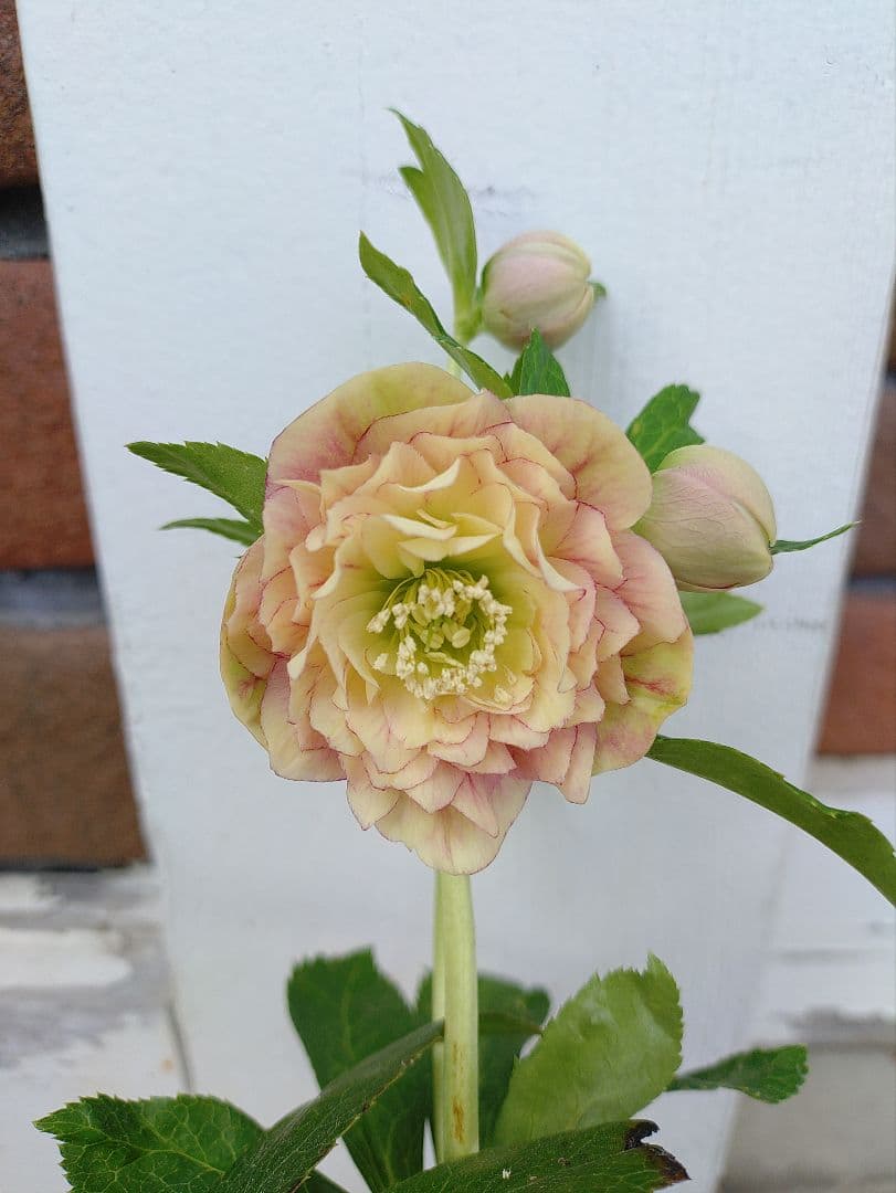 クリスマスローズ　dd　アフロディーテプリマベーラ