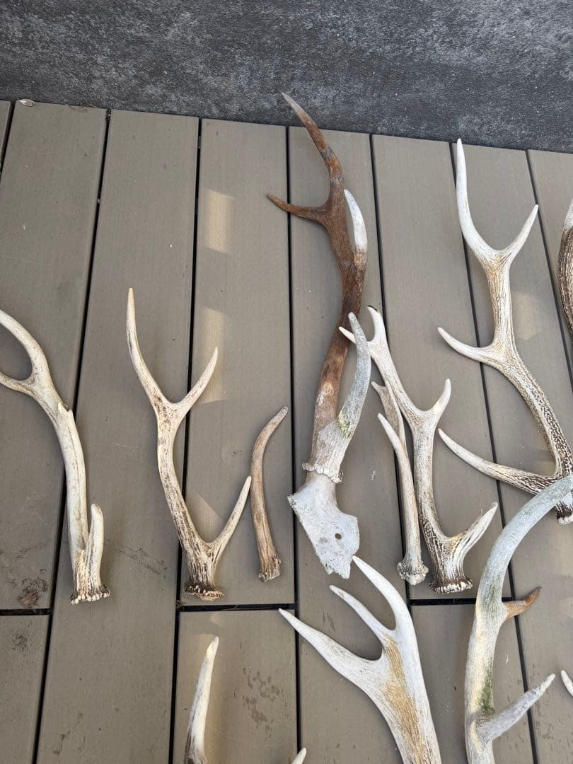 鹿の角 置物 インテリア装飾