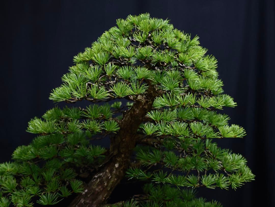 medabon 逸品 五葉松 山採り 太幹 盆栽 模様木 樹高60cm