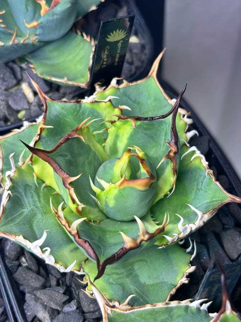 当分ラスト アガベ オテロイ 実生 斑入り 子株 ②