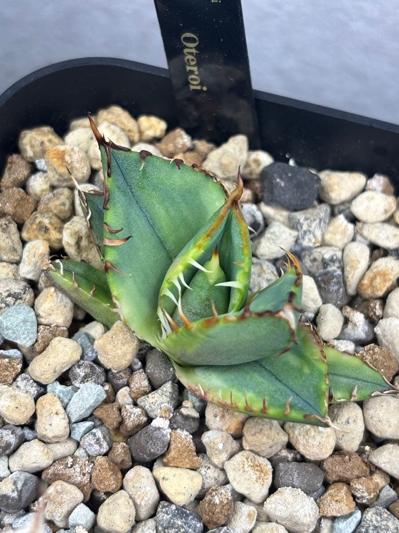 当分ラスト アガベ オテロイ 実生 斑入り 子株 ②