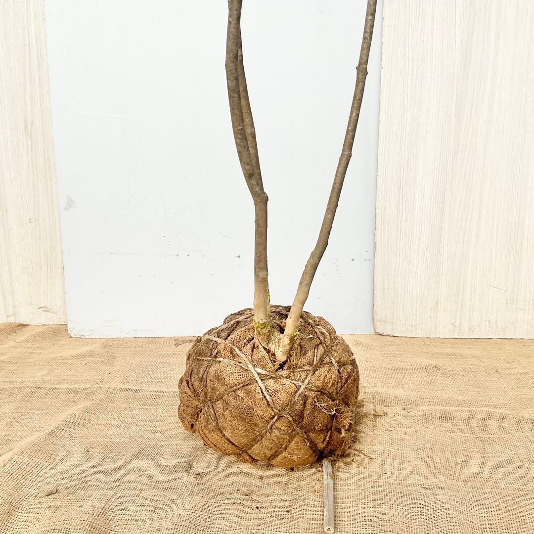 山採りアオダモ　株立　/872