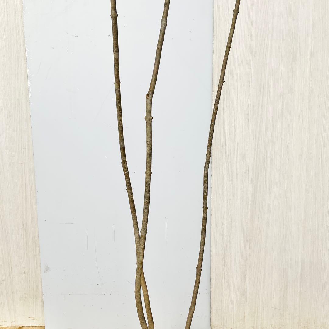 山採りアオダモ　株立　/872