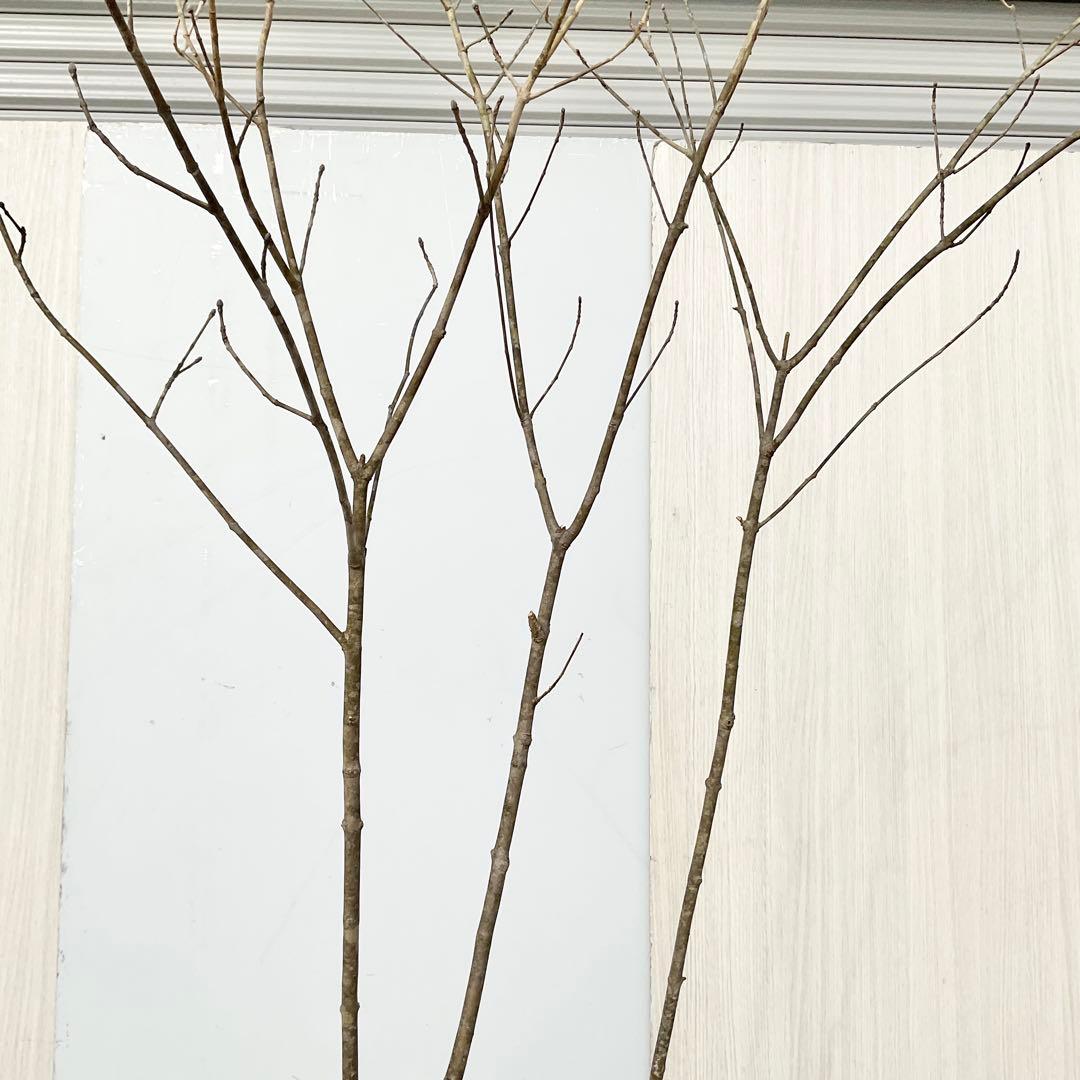 山採りアオダモ　株立　/872