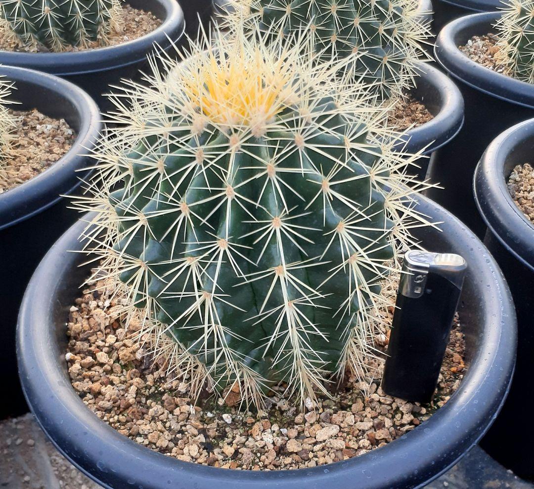 【専用出品】one様　サボテン　金鯱　・約30cm　1個　・6~7号サイズ　5個