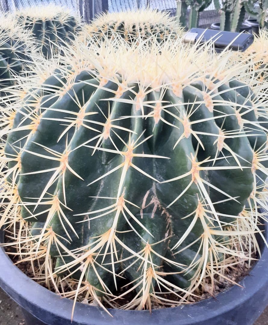 【専用出品】one様　サボテン　金鯱　・約30cm　1個　・6~7号サイズ　5個