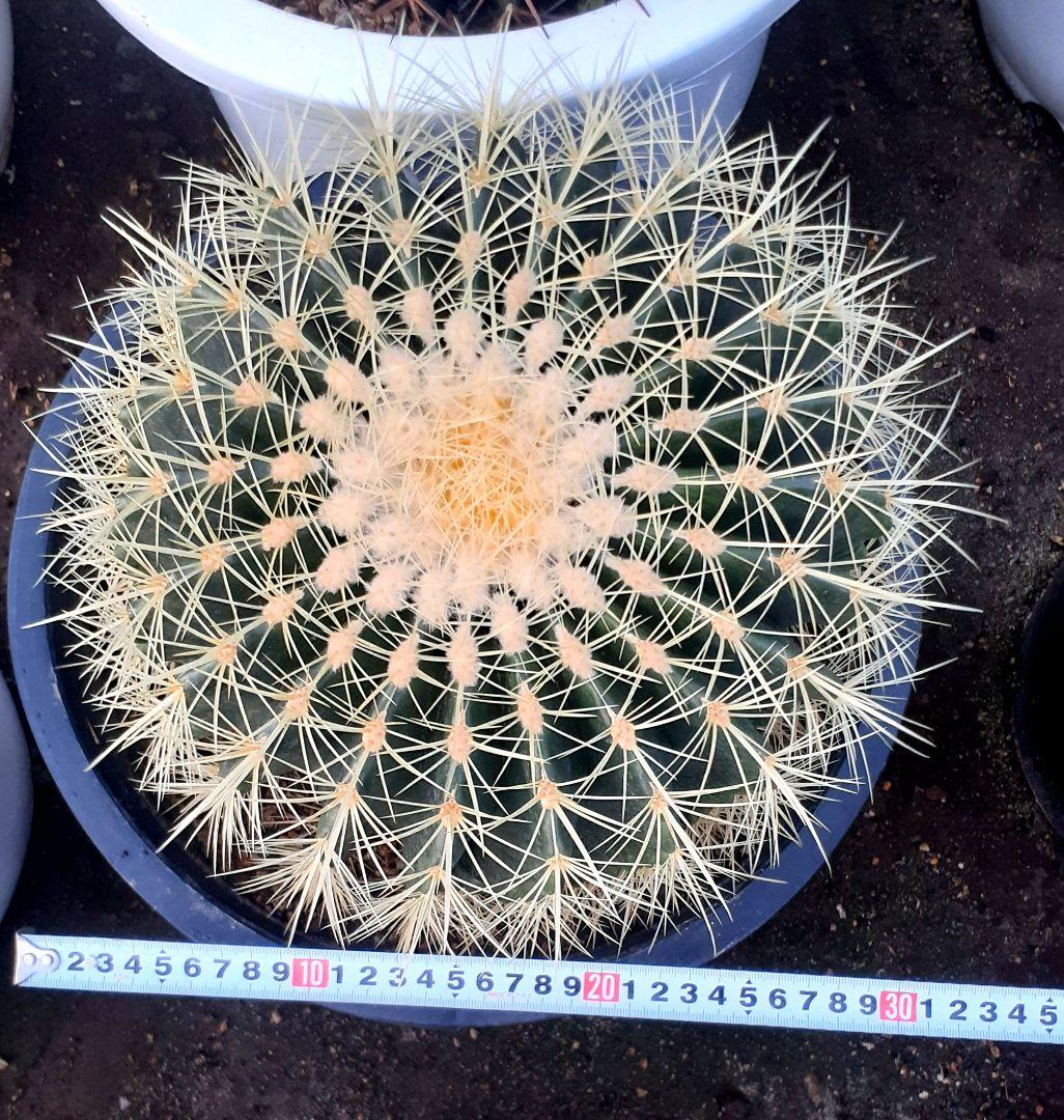 【専用出品】one様　サボテン　金鯱　・約30cm　1個　・6~7号サイズ　5個