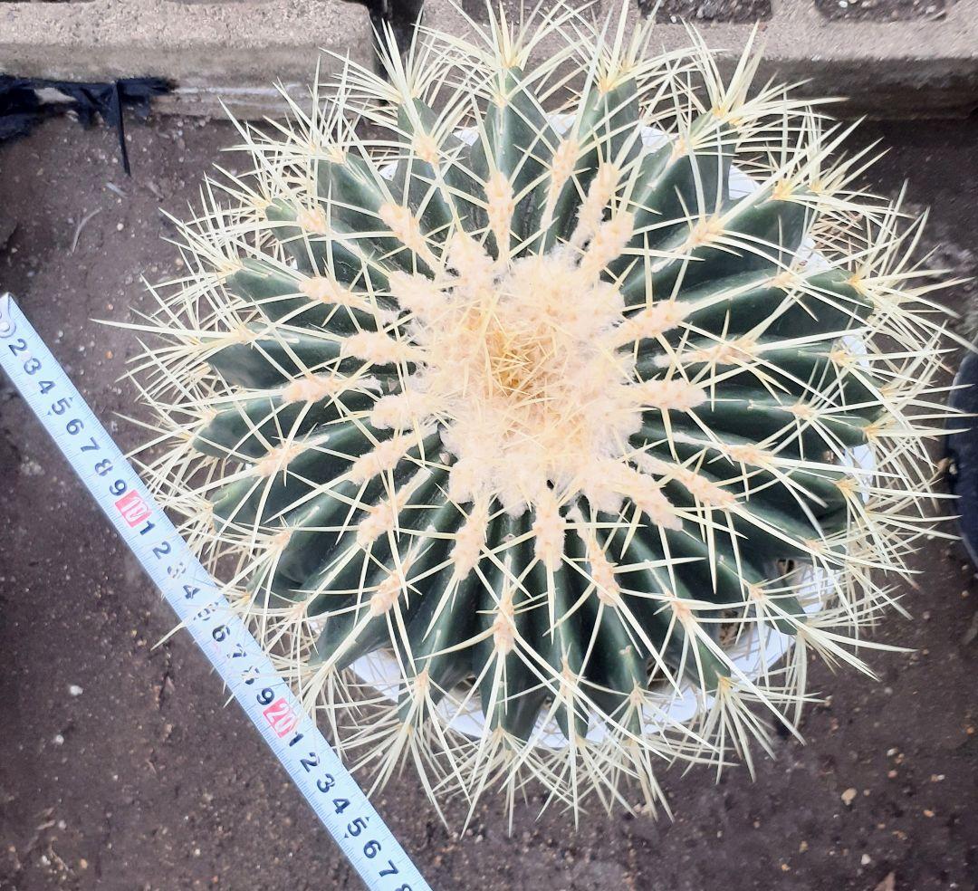 【専用出品】one様　サボテン　金鯱　・約30cm　1個　・6~7号サイズ　5個