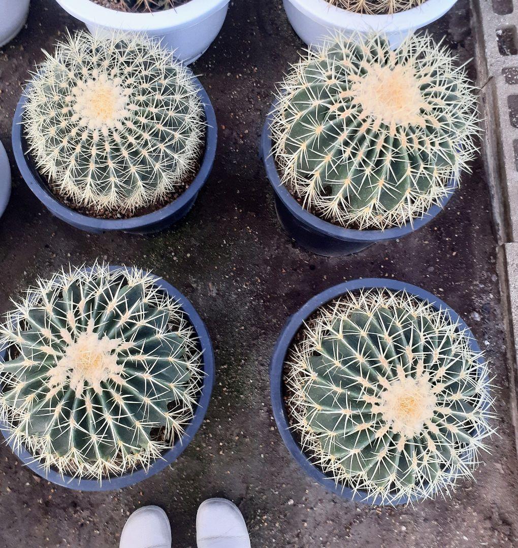 【専用出品】one様　サボテン　金鯱　・約30cm　1個　・6~7号サイズ　5個