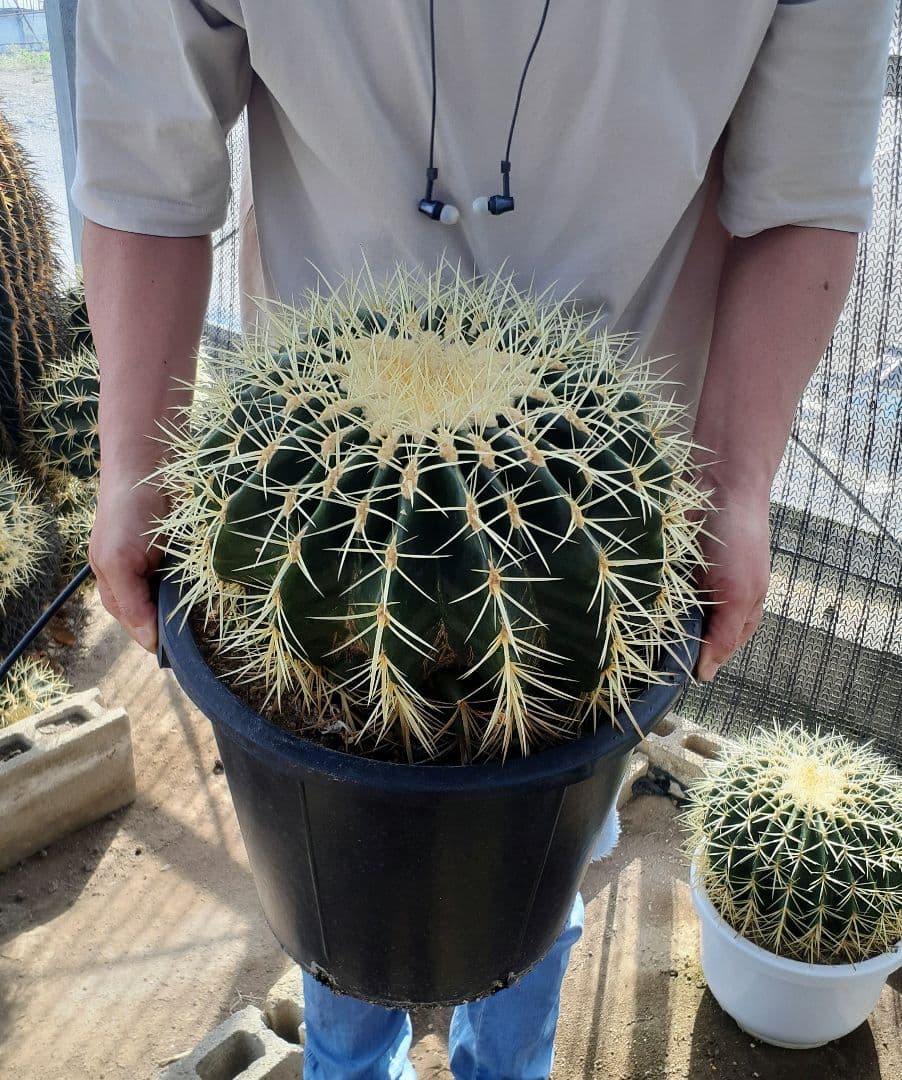 【専用出品】one様　サボテン　金鯱　・約30cm　1個　・6~7号サイズ　5個