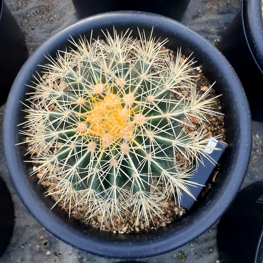 【専用出品】one様　サボテン　金鯱　・約30cm　1個　・6~7号サイズ　5個