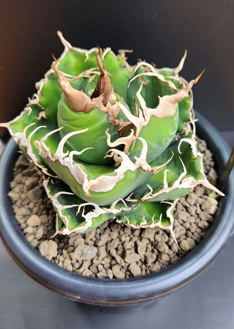 アガベ　オテロイ　悪魔くん　スパチタ　親株　現物