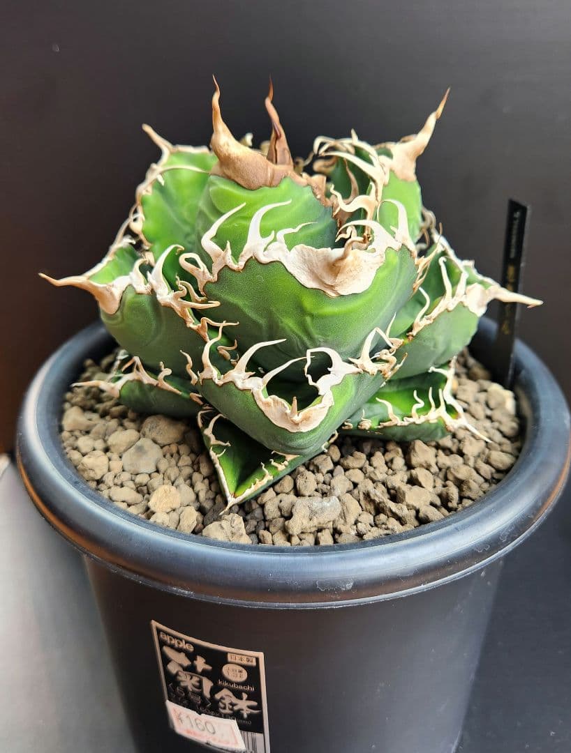 アガベ　オテロイ　悪魔くん　スパチタ　親株　現物