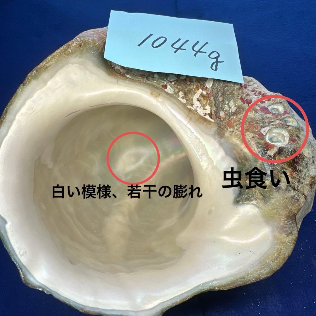 夜光貝　ヤコウ貝　まとめ売り　14個　14、7kg アクセサリー　ルア
