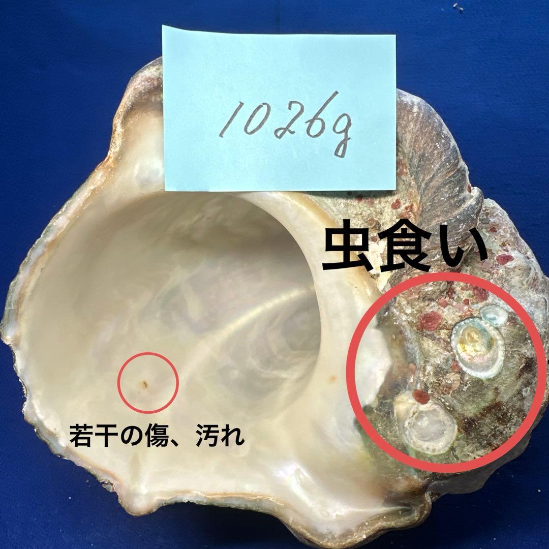 夜光貝　ヤコウ貝　まとめ売り　14個　14、7kg アクセサリー　ルア