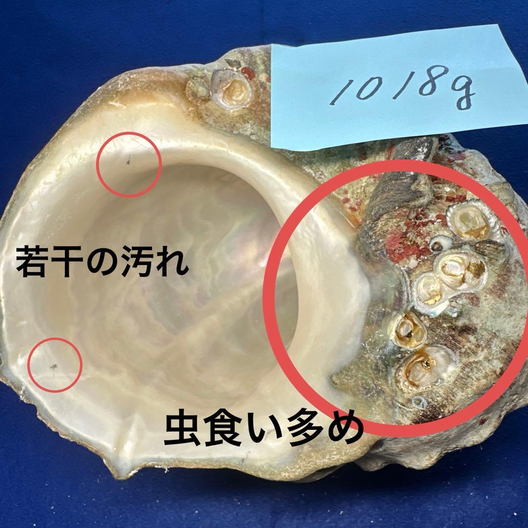 夜光貝　ヤコウ貝　まとめ売り　14個　14、7kg アクセサリー　ルア