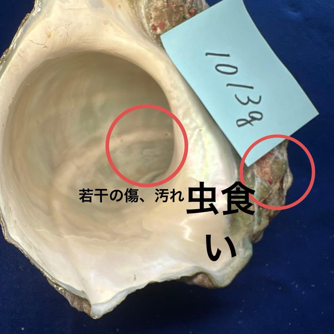夜光貝　ヤコウ貝　まとめ売り　14個　14、7kg アクセサリー　ルア