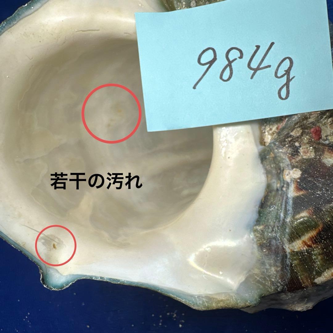 夜光貝　ヤコウ貝　まとめ売り　14個　14、7kg アクセサリー　ルア