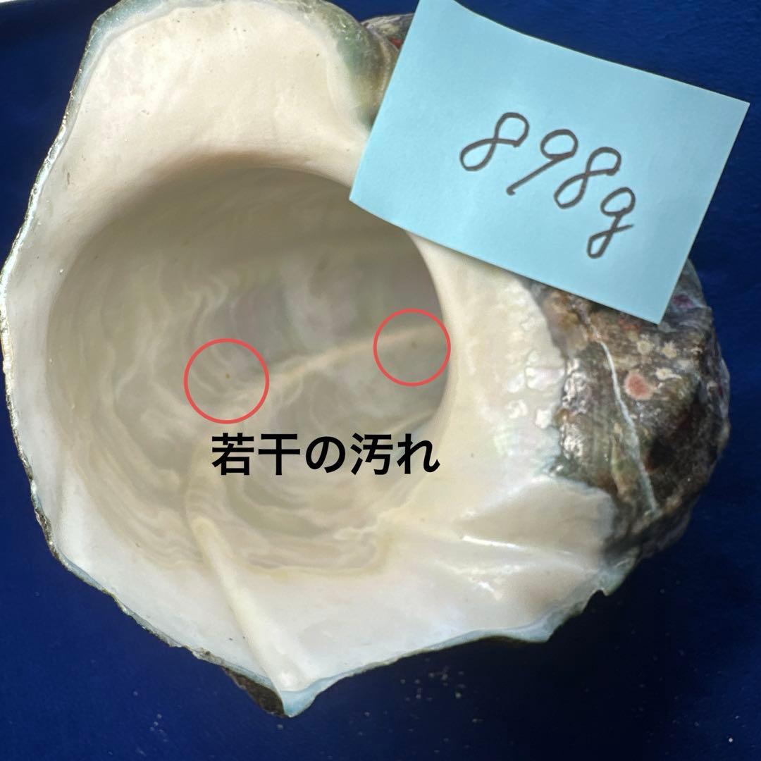 夜光貝　ヤコウ貝　まとめ売り　14個　14、7kg アクセサリー　ルア