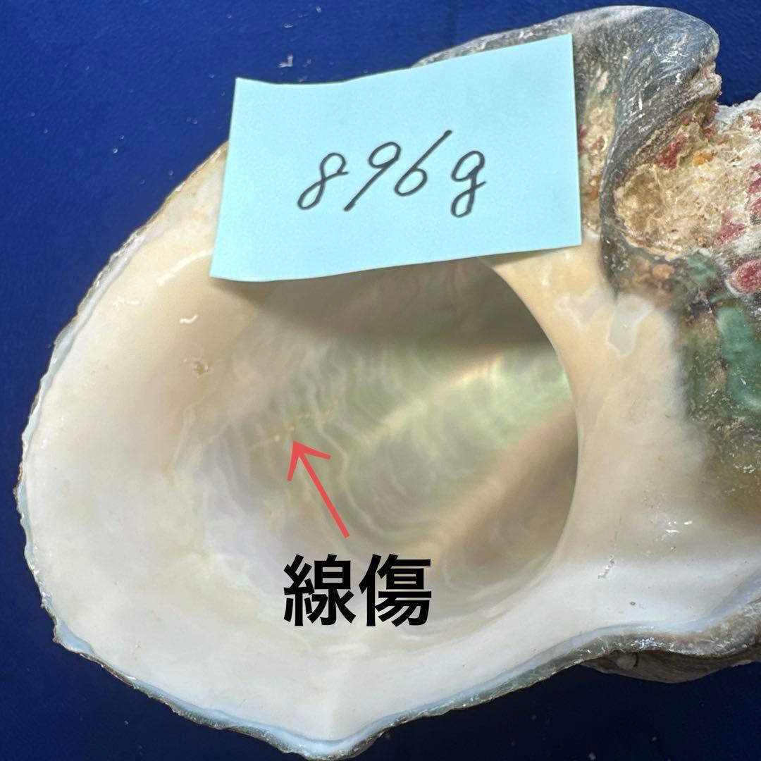 夜光貝　ヤコウ貝　まとめ売り　14個　14、7kg アクセサリー　ルア