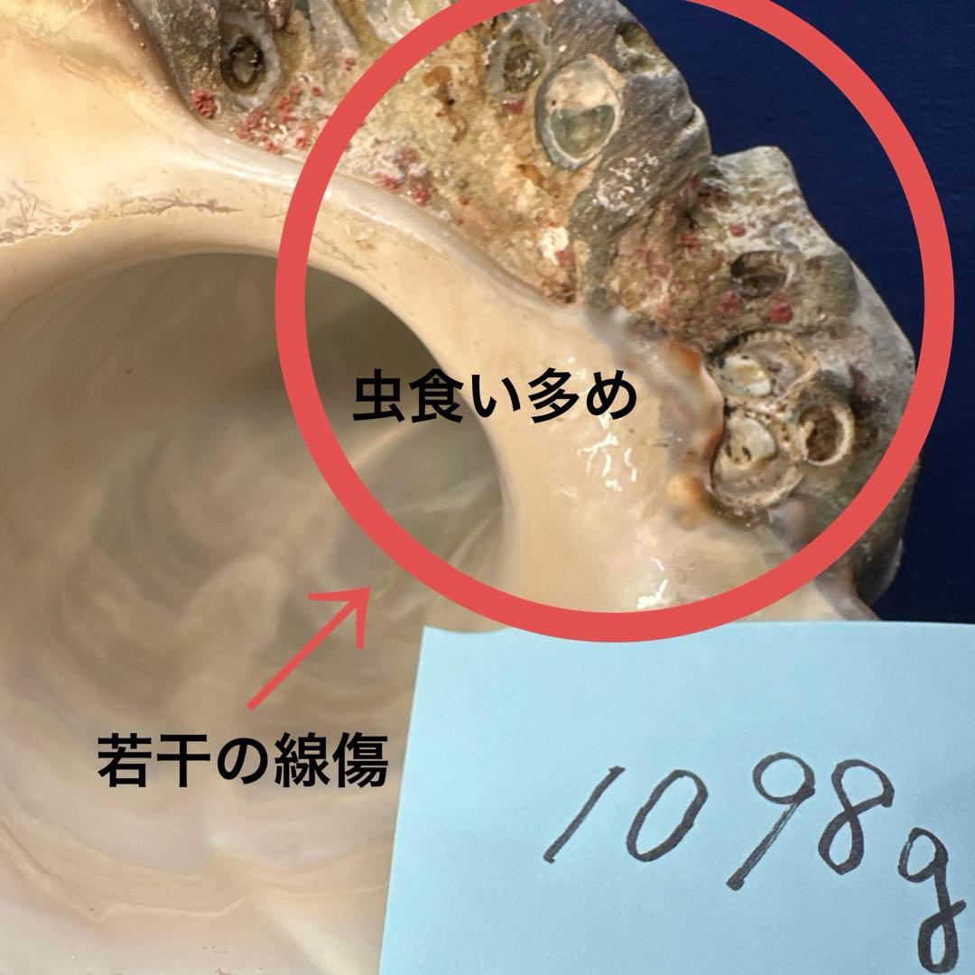 夜光貝　ヤコウ貝　まとめ売り　14個　14、7kg アクセサリー　ルア