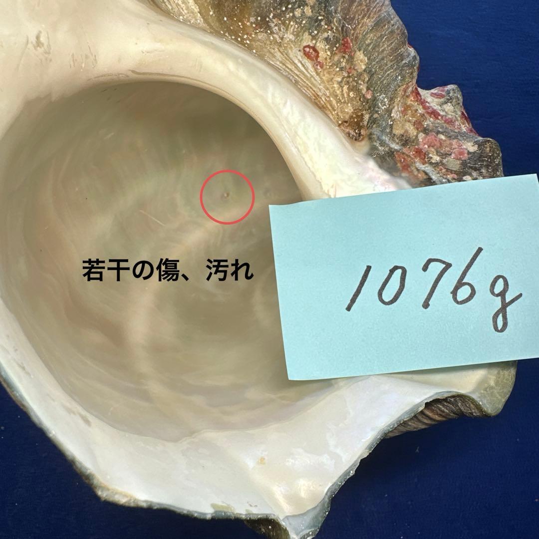 夜光貝　ヤコウ貝　まとめ売り　14個　14、7kg アクセサリー　ルア