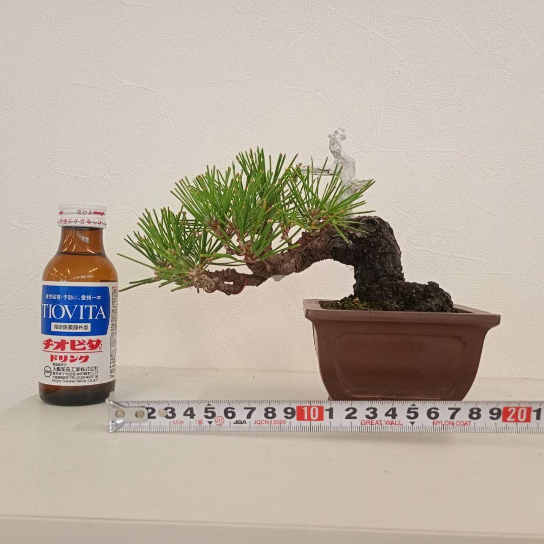 盆栽 黒松 樹高鉢底から天じんまで約17cm