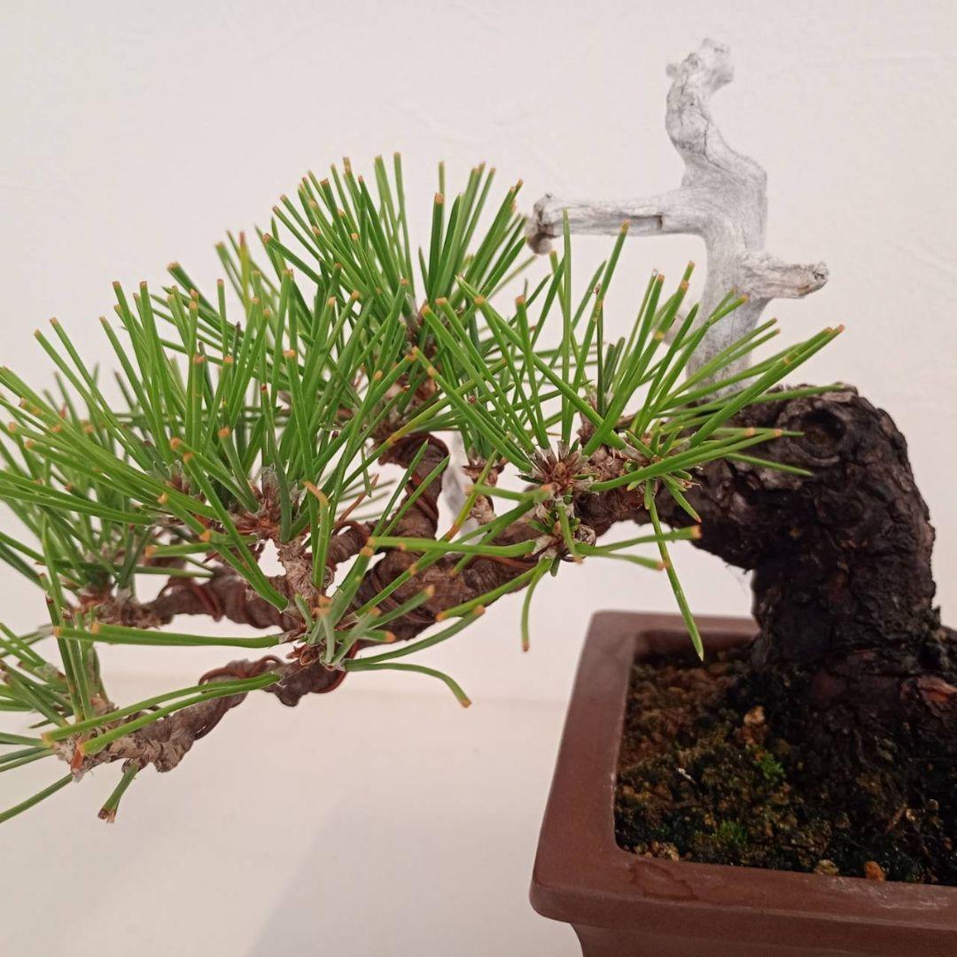 盆栽 黒松 樹高鉢底から天じんまで約17cm