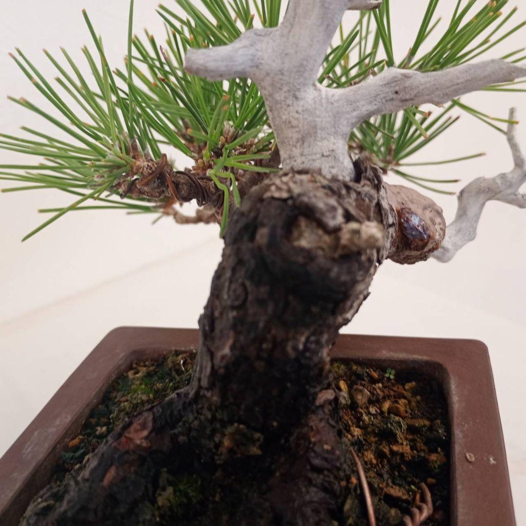 盆栽 黒松 樹高鉢底から天じんまで約17cm