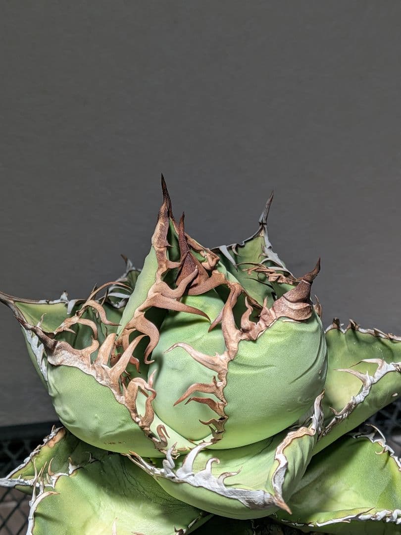 ③アガベ オアハカ オテロイ 実生 優良 選抜 中株 チタノタ