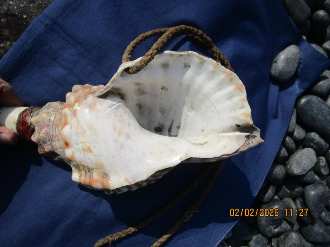 法螺貝　ホラ貝　紐付き　山伏必需品　1個