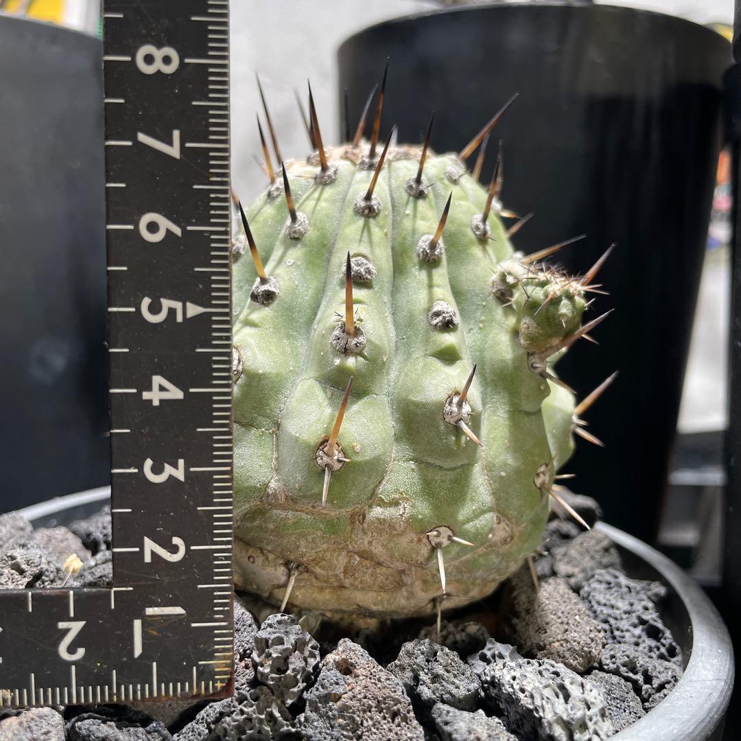 g*n様 黒王丸(2個子株付き)