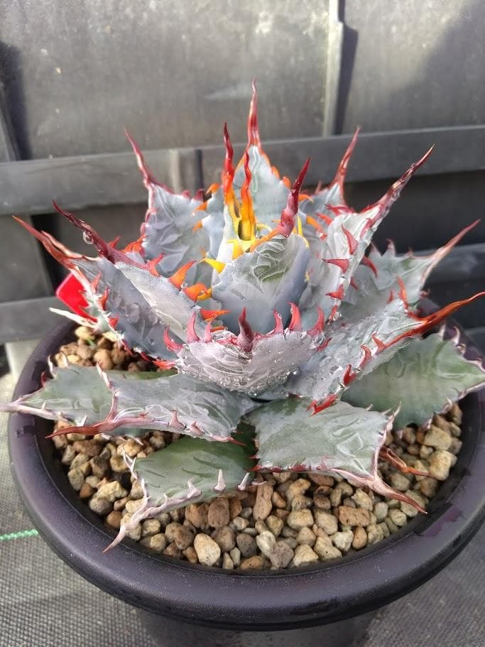 アガベ　甲蟹×屈原の舞扇　ハイブリッド　【2/8撮影】　☆未発根☆