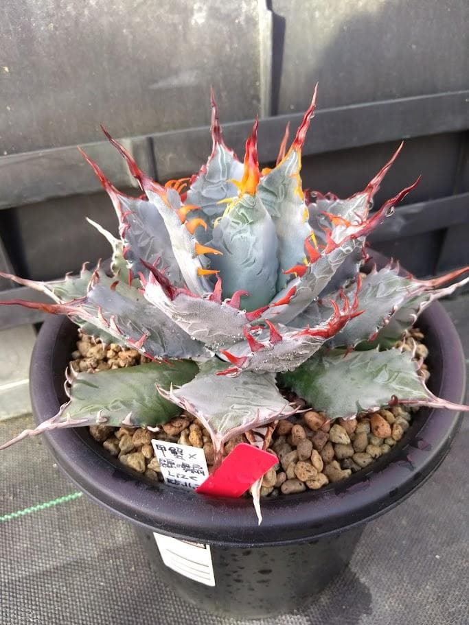 アガベ　甲蟹×屈原の舞扇　ハイブリッド　【2/8撮影】　☆未発根☆