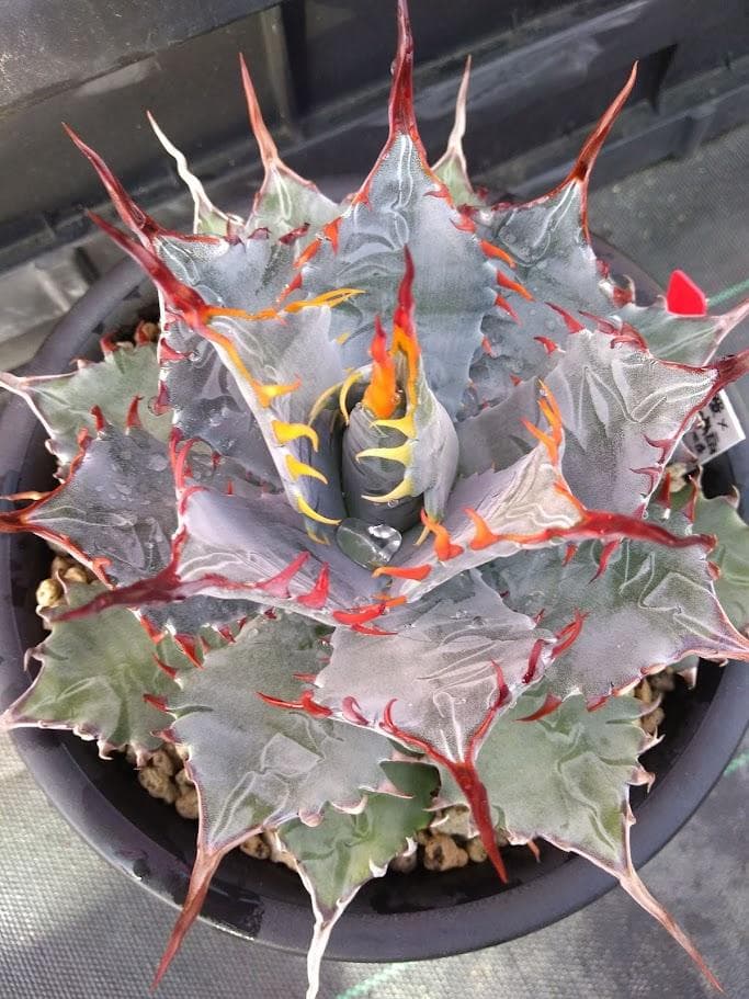 アガベ　甲蟹×屈原の舞扇　ハイブリッド　【2/8撮影】　☆未発根☆