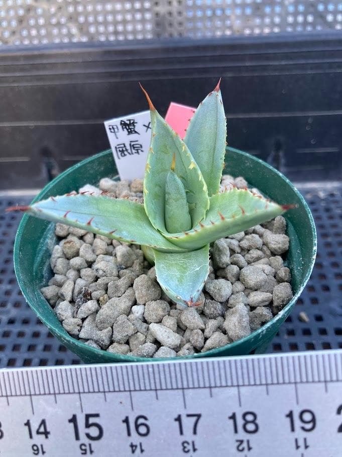 アガベ　甲蟹×屈原の舞扇　ハイブリッド　【2/8撮影】　☆未発根☆