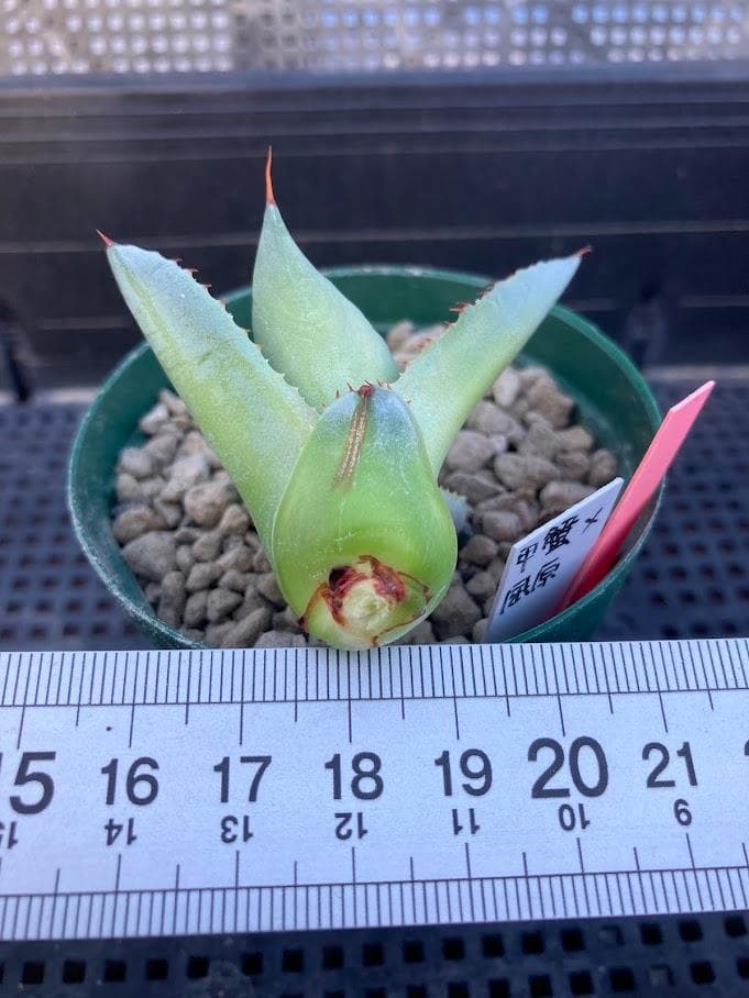 アガベ　甲蟹×屈原の舞扇　ハイブリッド　【2/8撮影】　☆未発根☆