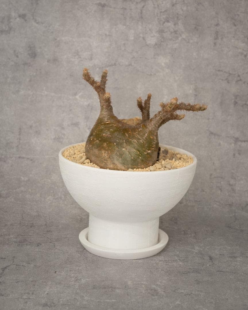 [鉢セット販売]パキポディウム恵比寿笑い×大黒_desert (1点限り)