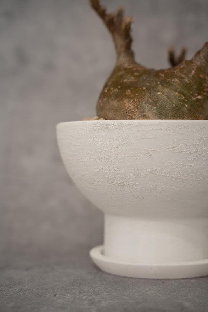 [期間限定SALE]パキポディウム恵比寿笑い×大黒_desert (1点限り)