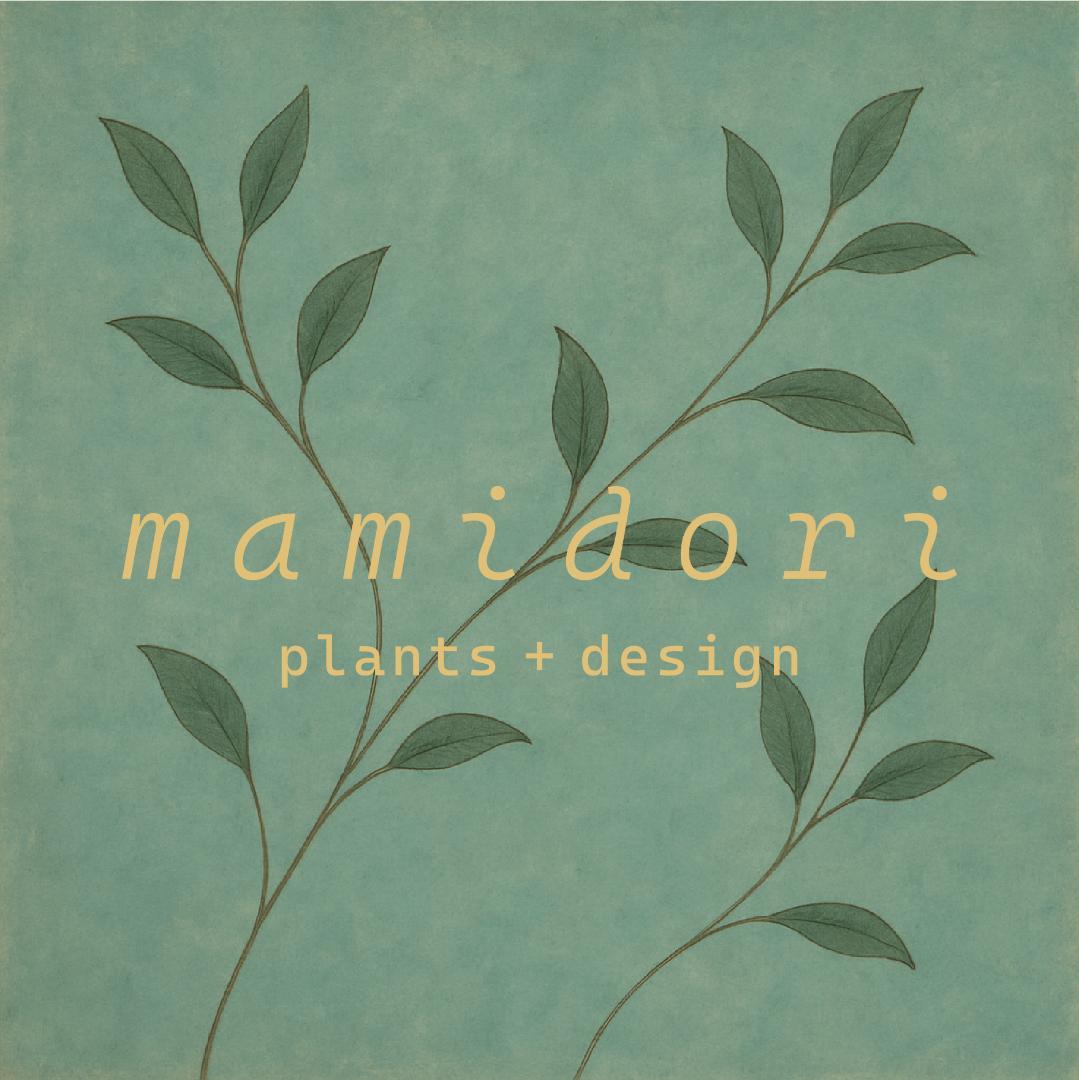 [期間限定SALE]パキポディウム恵比寿笑い×大黒_desert (1点限り)