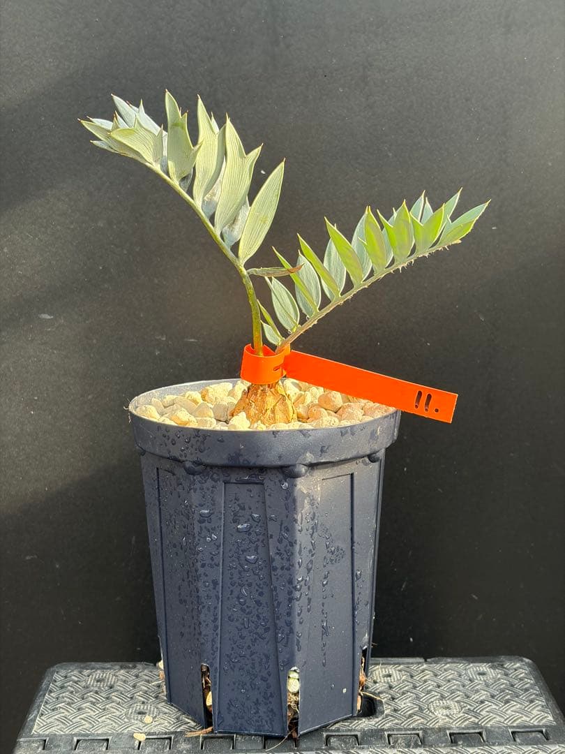 【広葉タイプ】エンセファラルトス・ホリダス ｜No4-11