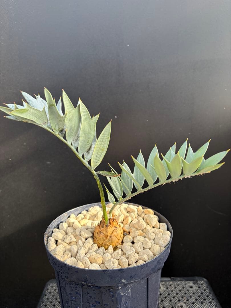 【広葉タイプ】エンセファラルトス・ホリダス ｜No4-11