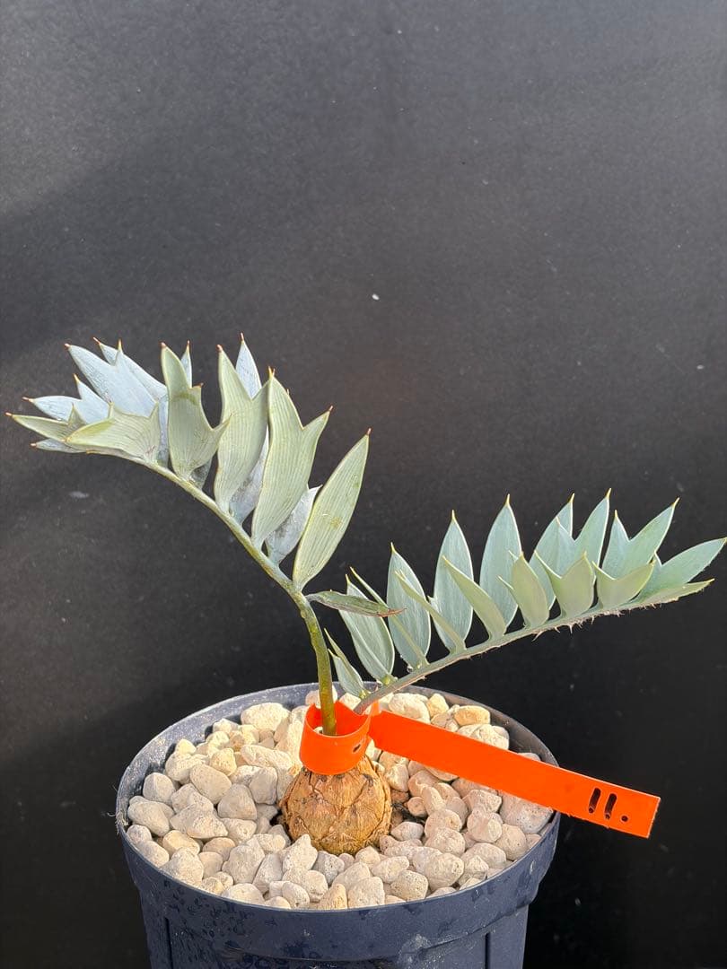 【広葉タイプ】エンセファラルトス・ホリダス ｜No4-11