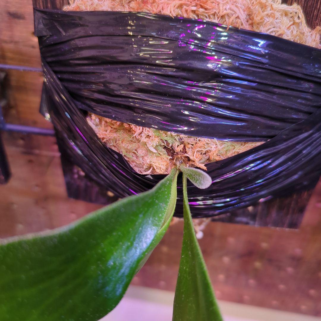 【2/7(土)迄】7品種セット/ビカクシダ