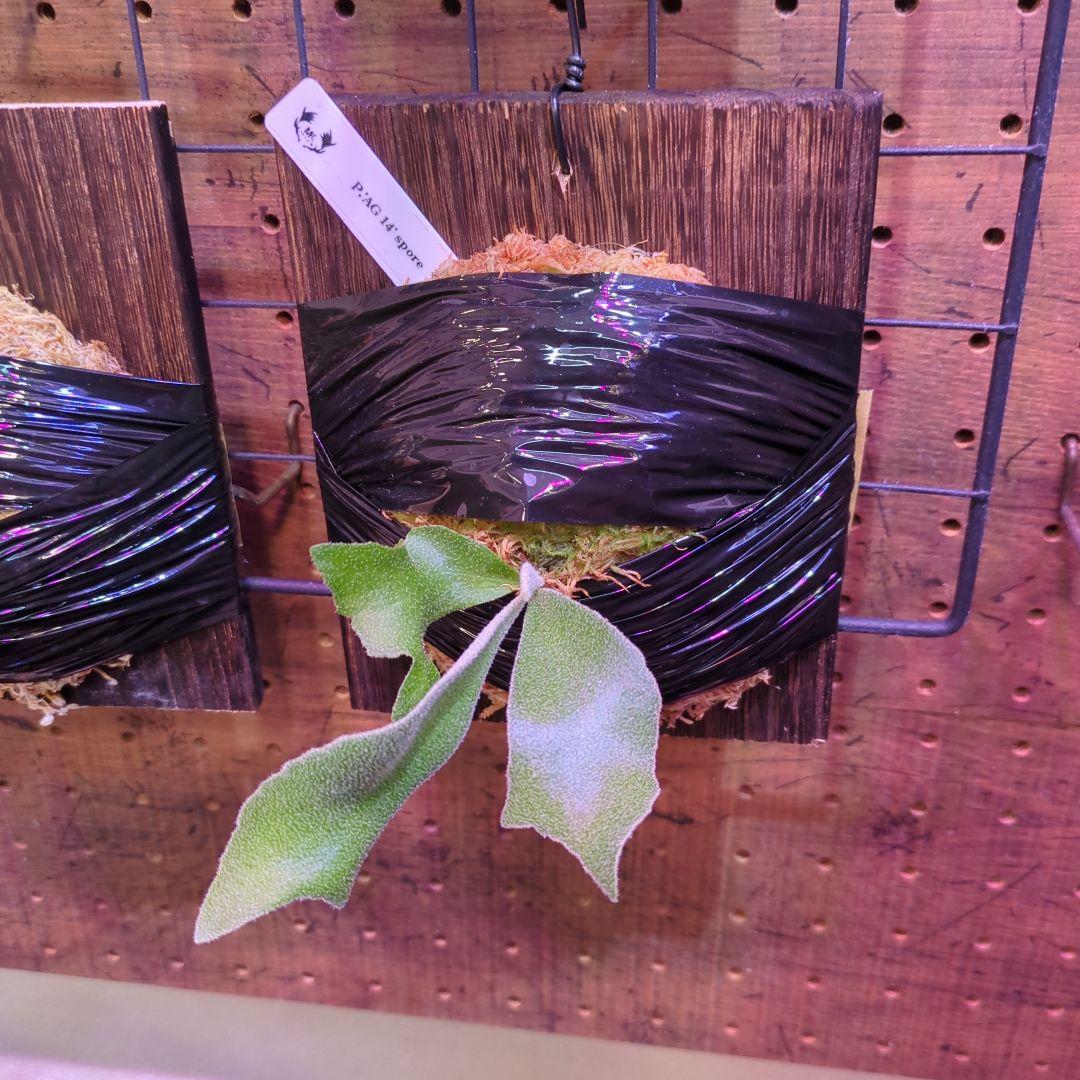 【2/7(土)迄】7品種セット/ビカクシダ