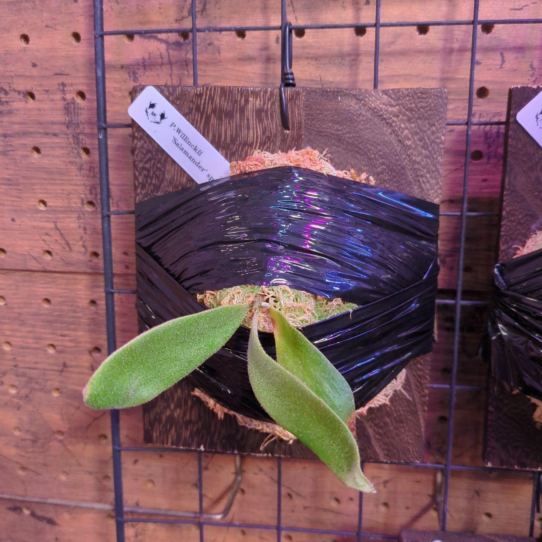 【2/7(土)迄】7品種セット/ビカクシダ